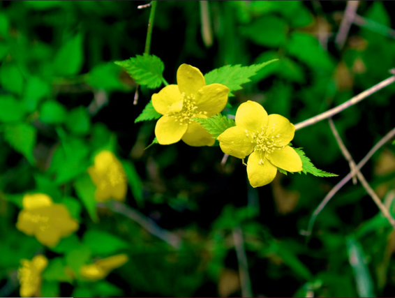 Two yellow flowers with five petals each, attached by leaves and hanging from a single stem in the air. Greenery and more flowers in the background.