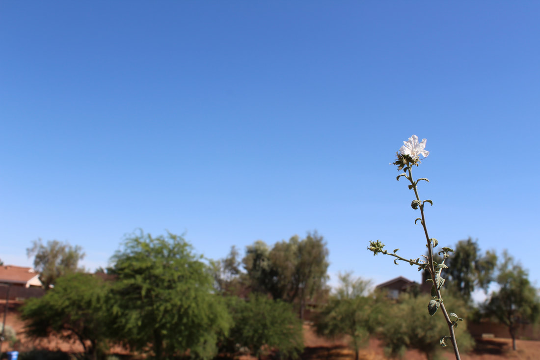 One white flower on the end of a stem (in focus) against a desert background with some sparse trees. A clear blue sky above it.