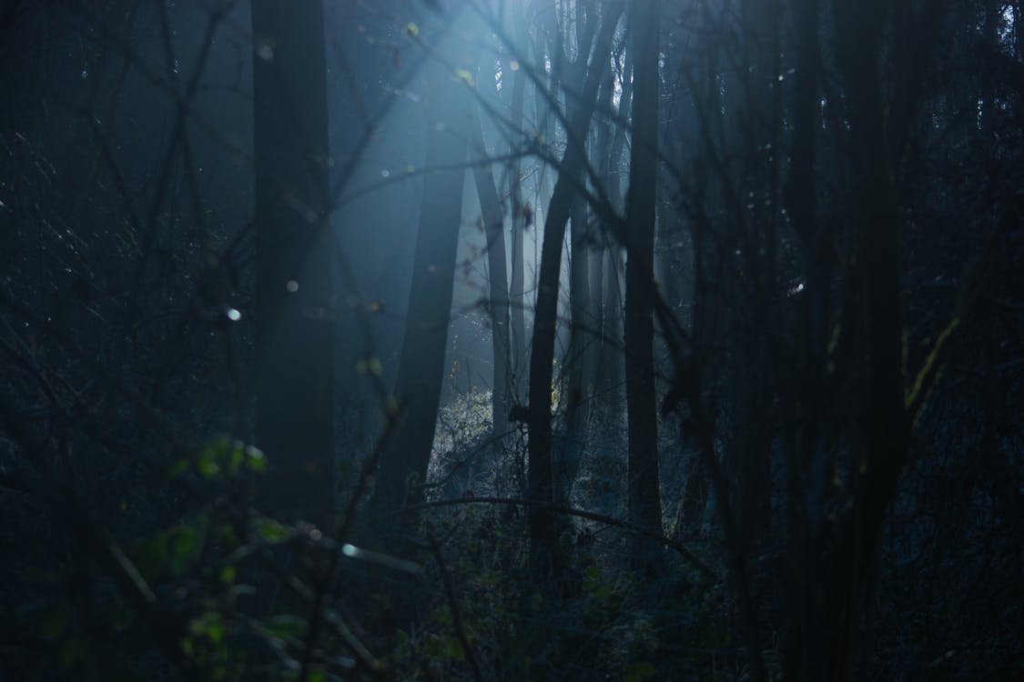 Dark forest scene with dim beam of light.