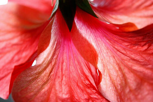 Close up of pinkish/red hibiscus flower