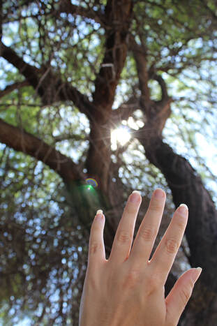 Hand (in focus) reaching towards tree branches and sun flash.