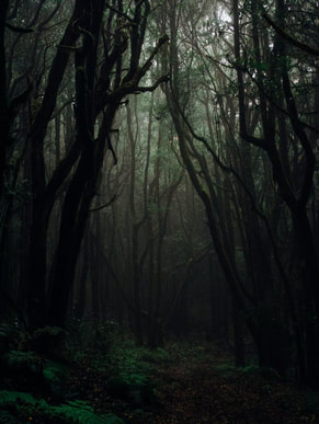 Dark forest scene, with trees on either side of grass.
